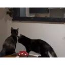 ملصق