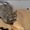 ملصق