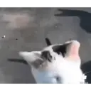 ملصق