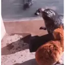ملصق