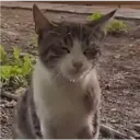 ملصق