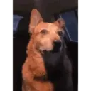 Figurinha