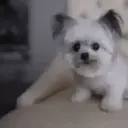 스티커