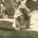 Կպչուն պիտակ