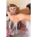 Կպչուն պիտակ