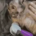 Կպչուն պիտակ