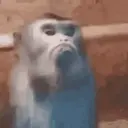 Կպչուն պիտակ