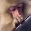 ਸਟਿਕਰ