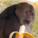 ਸਟਿਕਰ