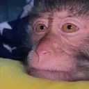 ਸਟਿਕਰ
