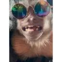 Stika