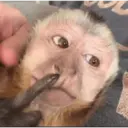 Stika