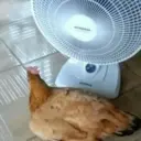 Autocollant