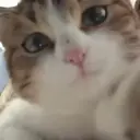 贴纸