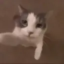 贴纸