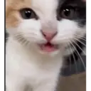 贴纸