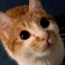 贴纸