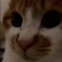 贴纸