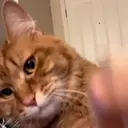 贴纸