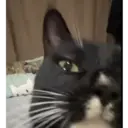 贴纸