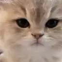 贴纸