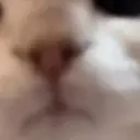 贴纸