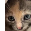贴纸