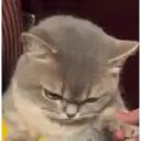 贴纸