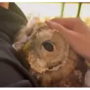 贴纸