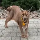 ステッカー