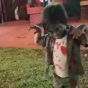 Figurinha