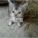 Կպչուն պիտակ