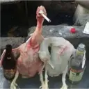 Կպչուն պիտակ