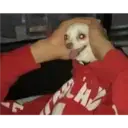 ملصق