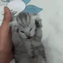 스티커