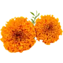 Samolepka