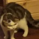 Pelekat