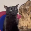 Pelekat