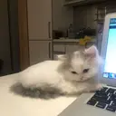 Çıkartma
