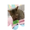 ស្ទីកเกอร์